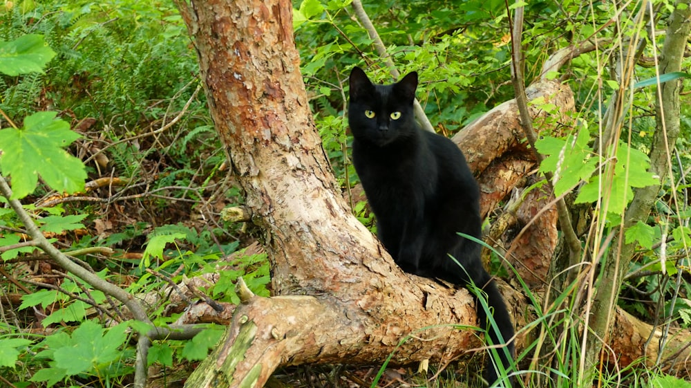 black cat sitting on a tree trunk