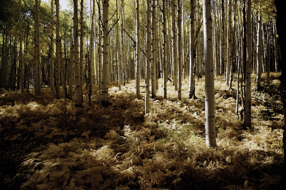 brown forest trees with green grass