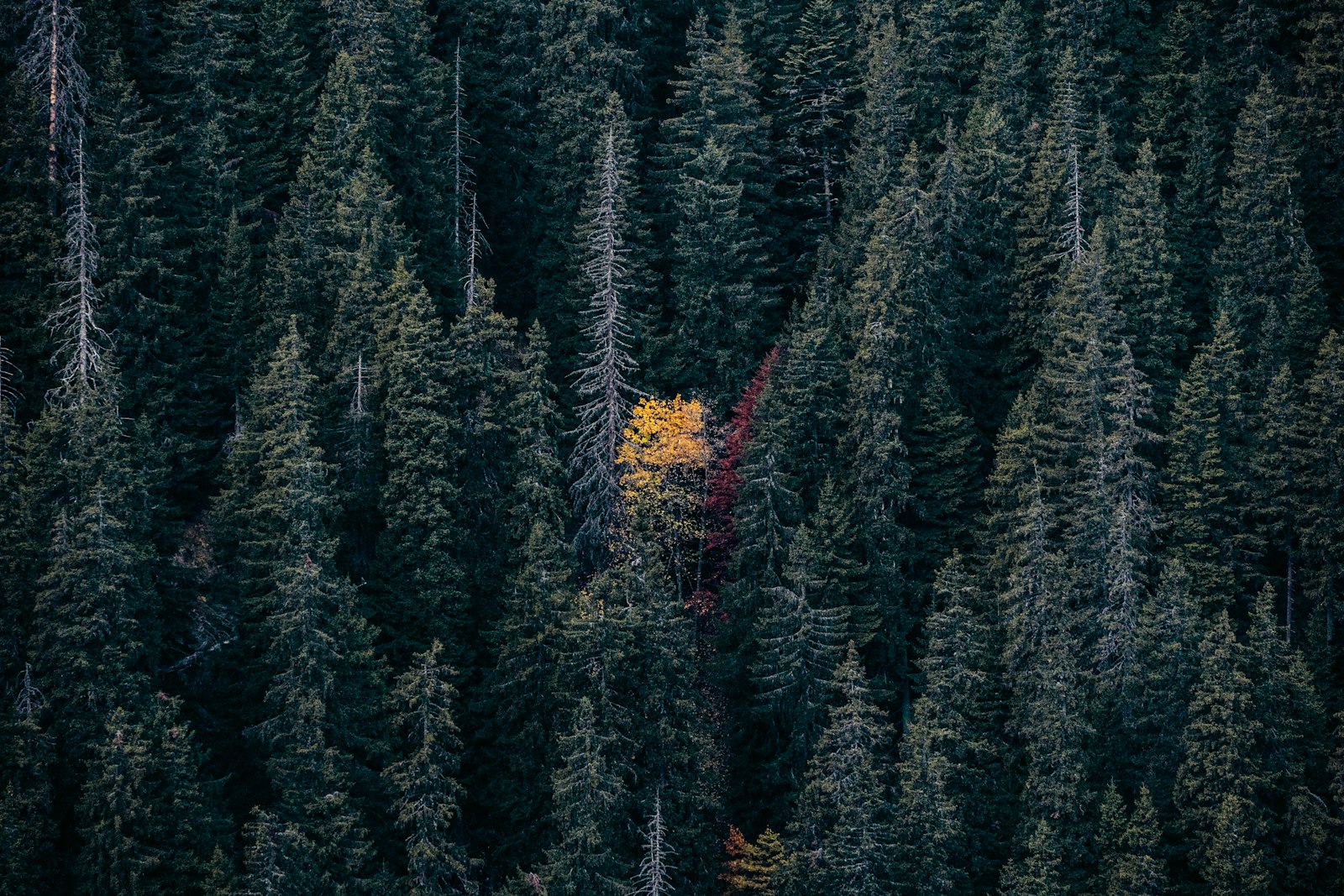 Sony a7 III sample photo. Aerial photography of pinetrees photography