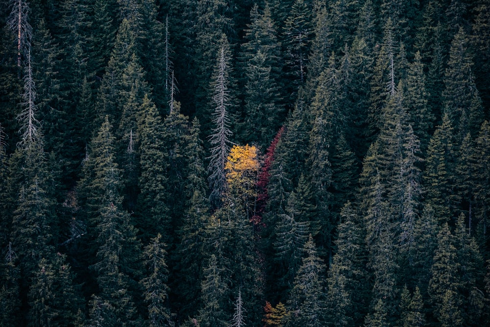 aerial photography of pinetrees