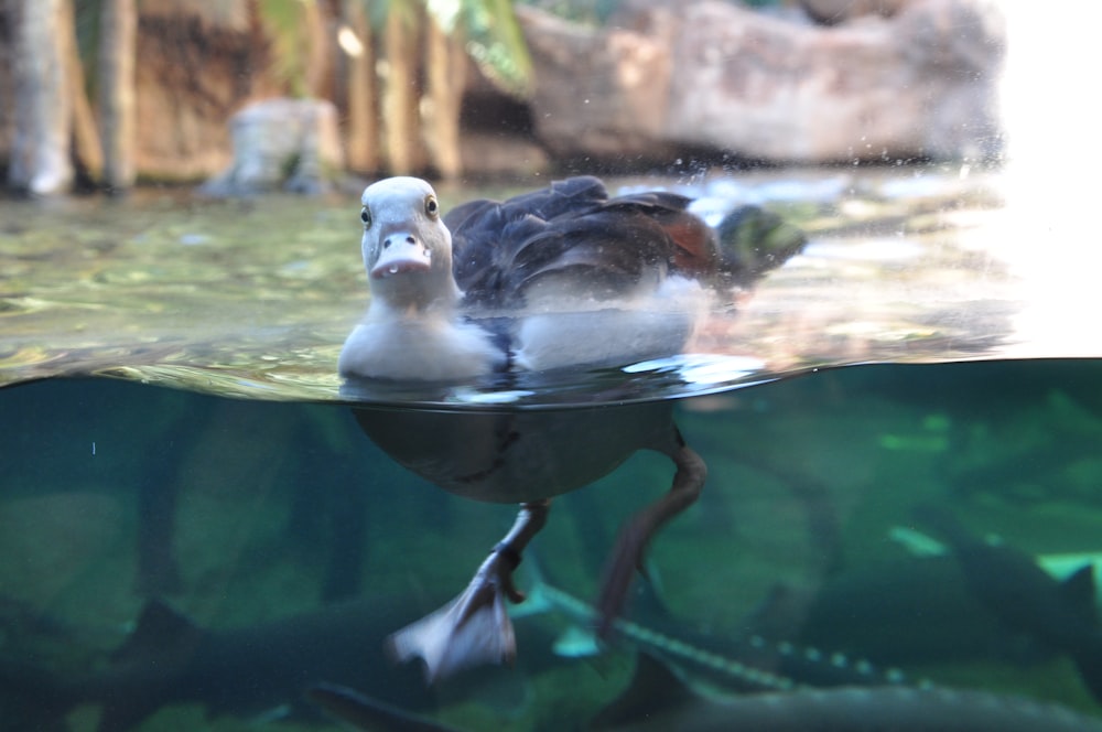 pato marrom e cinzento na lagoa durante o dia