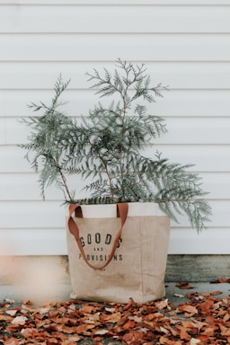 green-leafed plant on gift bag