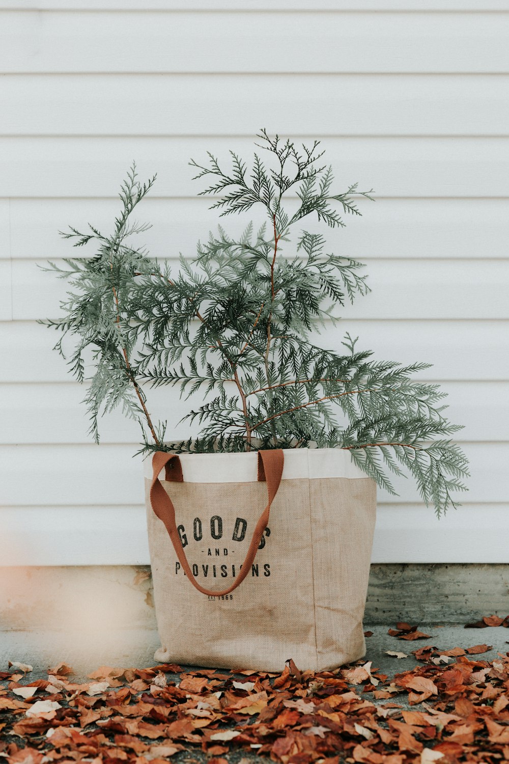 Plante à feuilles vertes sur sac-cadeau