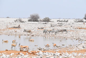 group of zebra and deer near body of water