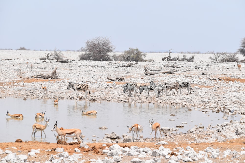 group of zebra and deer near body of water