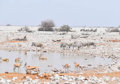 Namibia Safari Etosha Nationalpark Springböcke und Zebras am Wasserloch