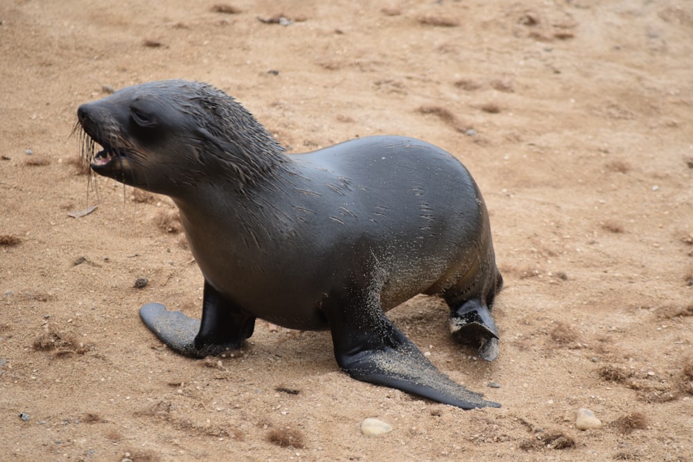 selo preto na areia