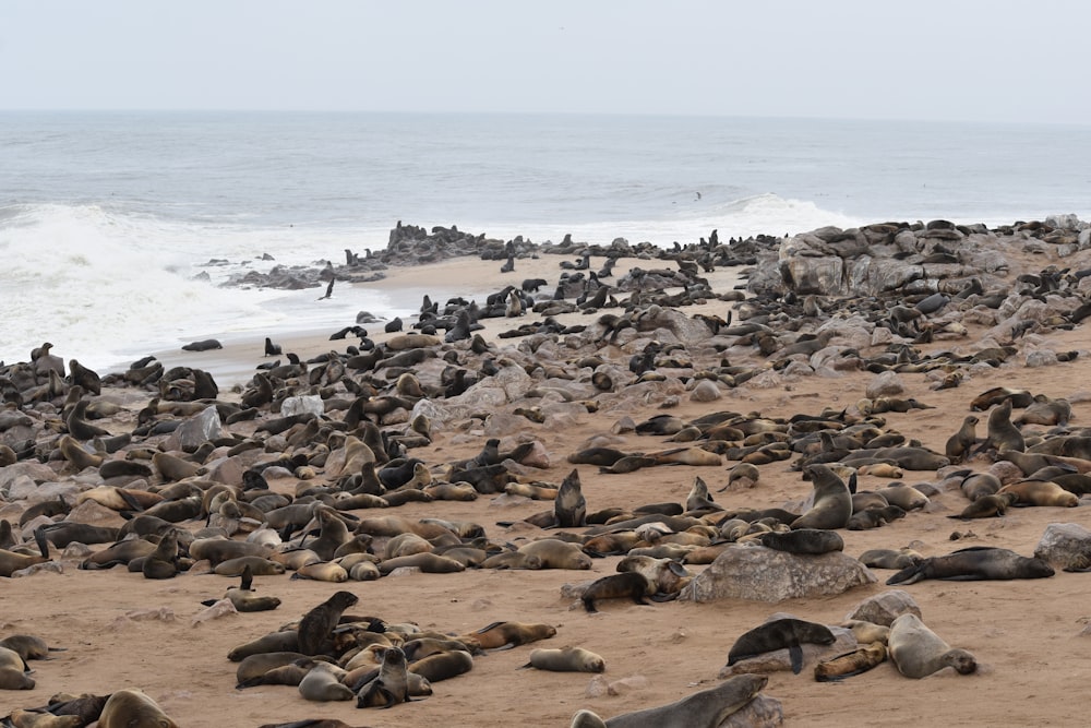 flock of bird on seashores during daytine