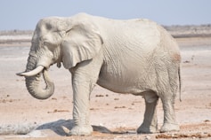 white elephant standing during daytime
