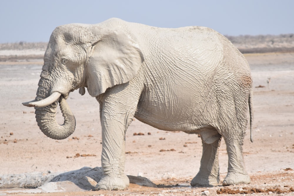 éléphant blanc debout pendant la journée