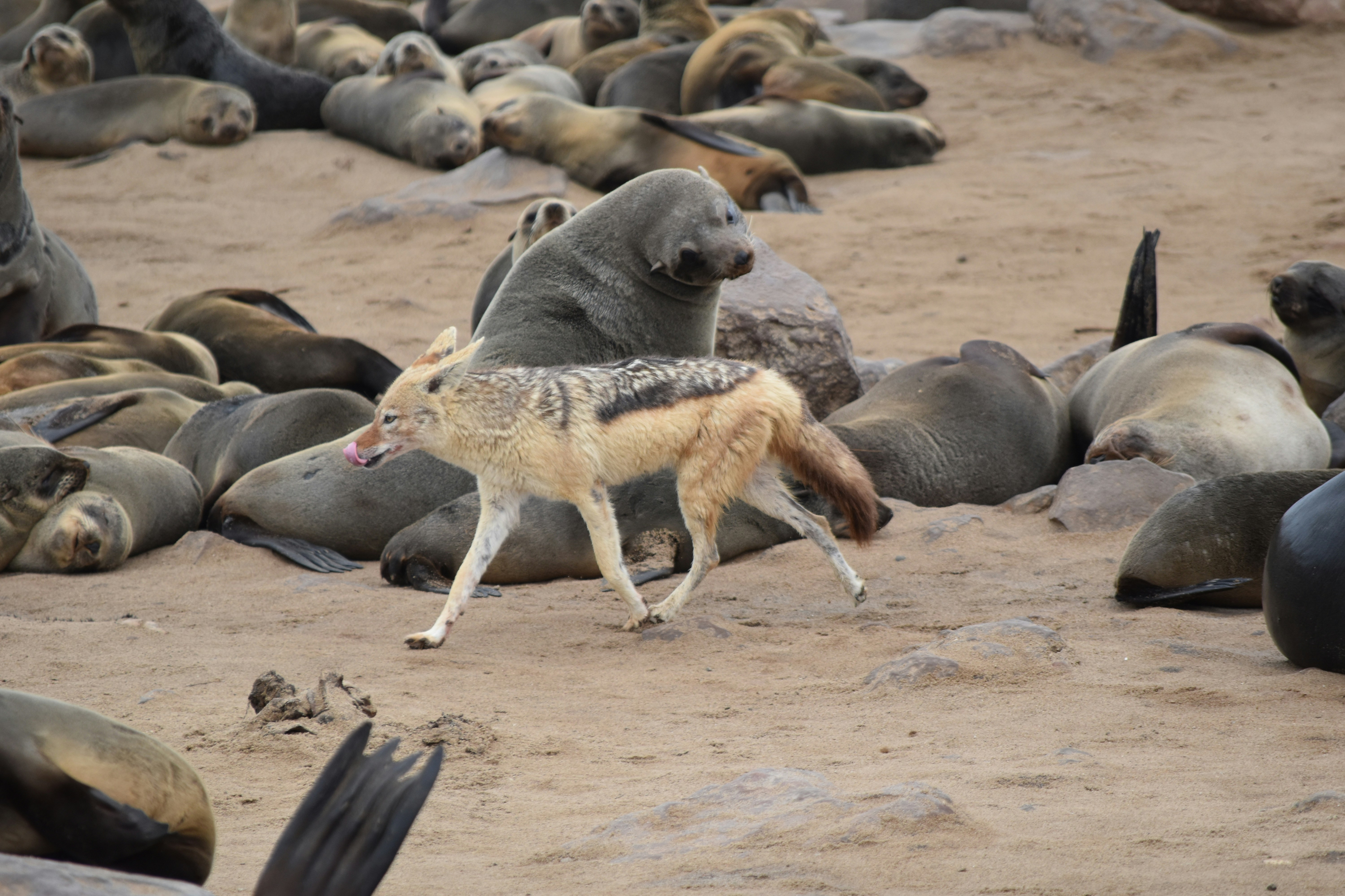 アシカのそばを歩く茶色と黒の犬の写真 Unsplashで見つけるナミビアの無料写真
