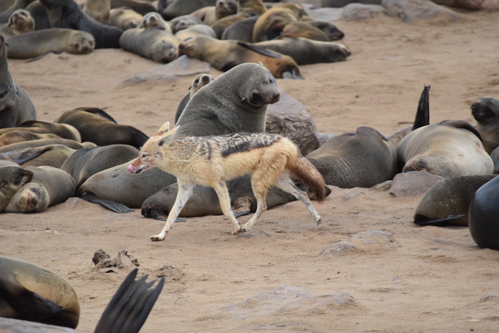 brown and black dog walking beside sea lions