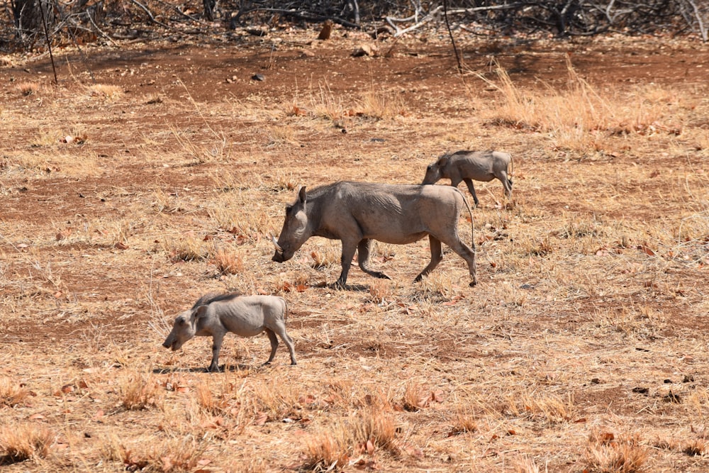 three gray animals