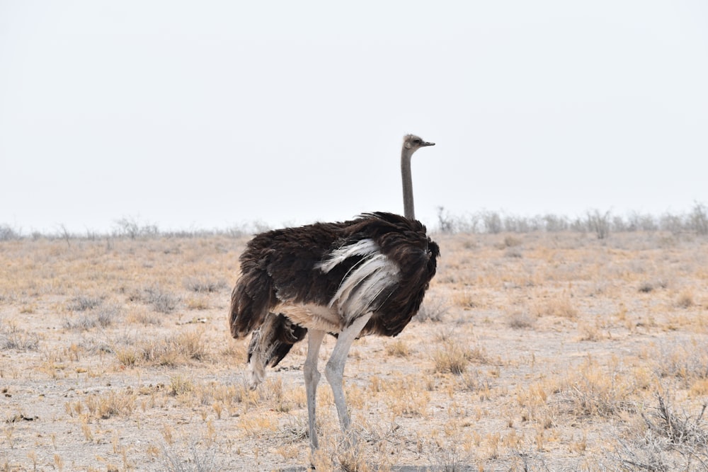 black and white ostrich