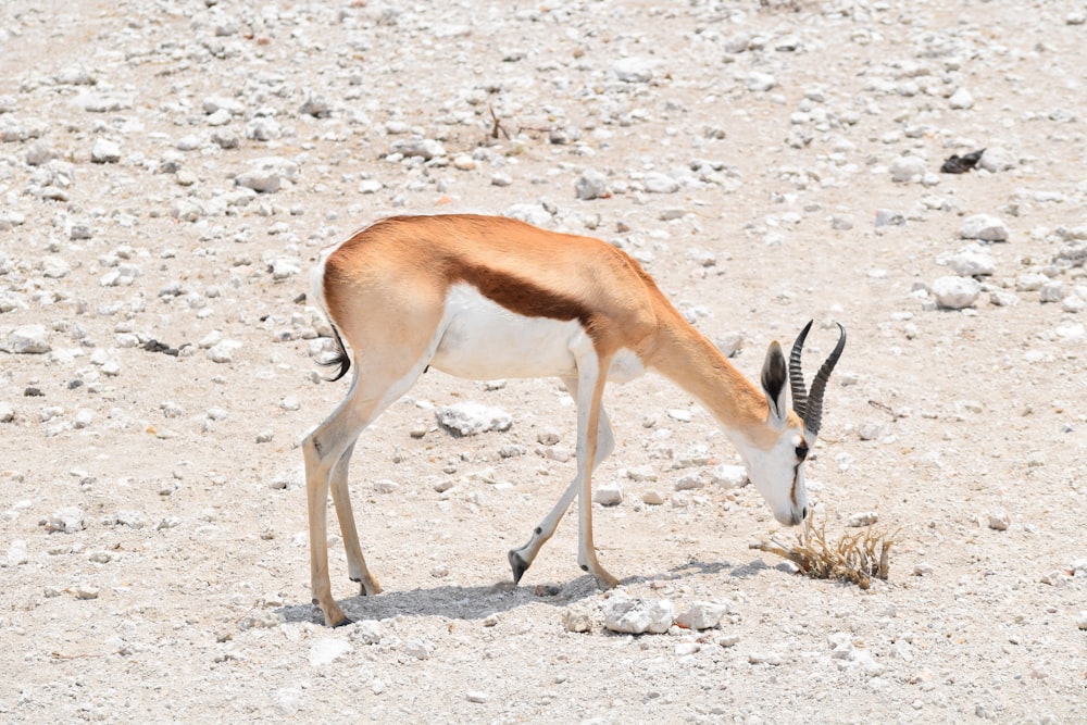 brown and white animal