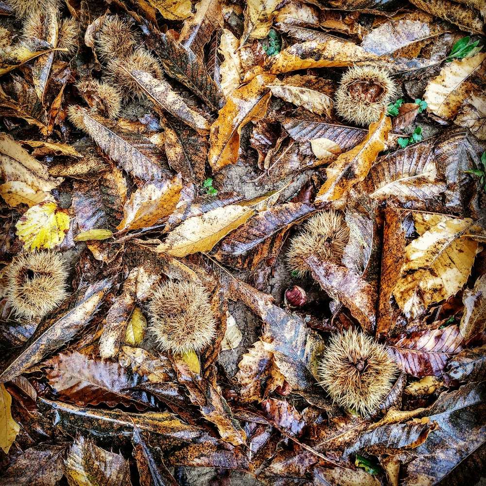 top-view of withered leaves