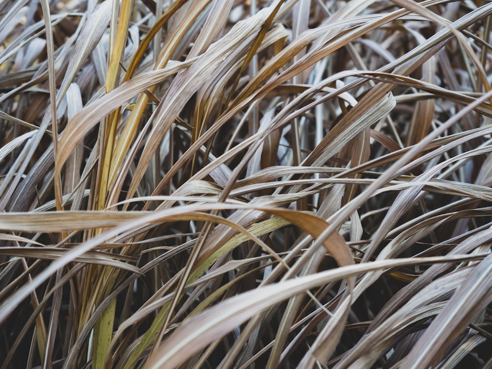 macro photography of brown leaves