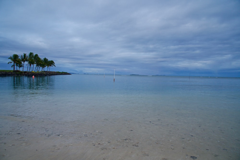 green trees beside sea during daytime