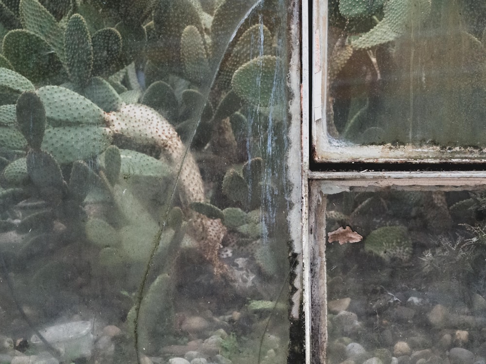 ガラス窓の脇に緑の葉の植物