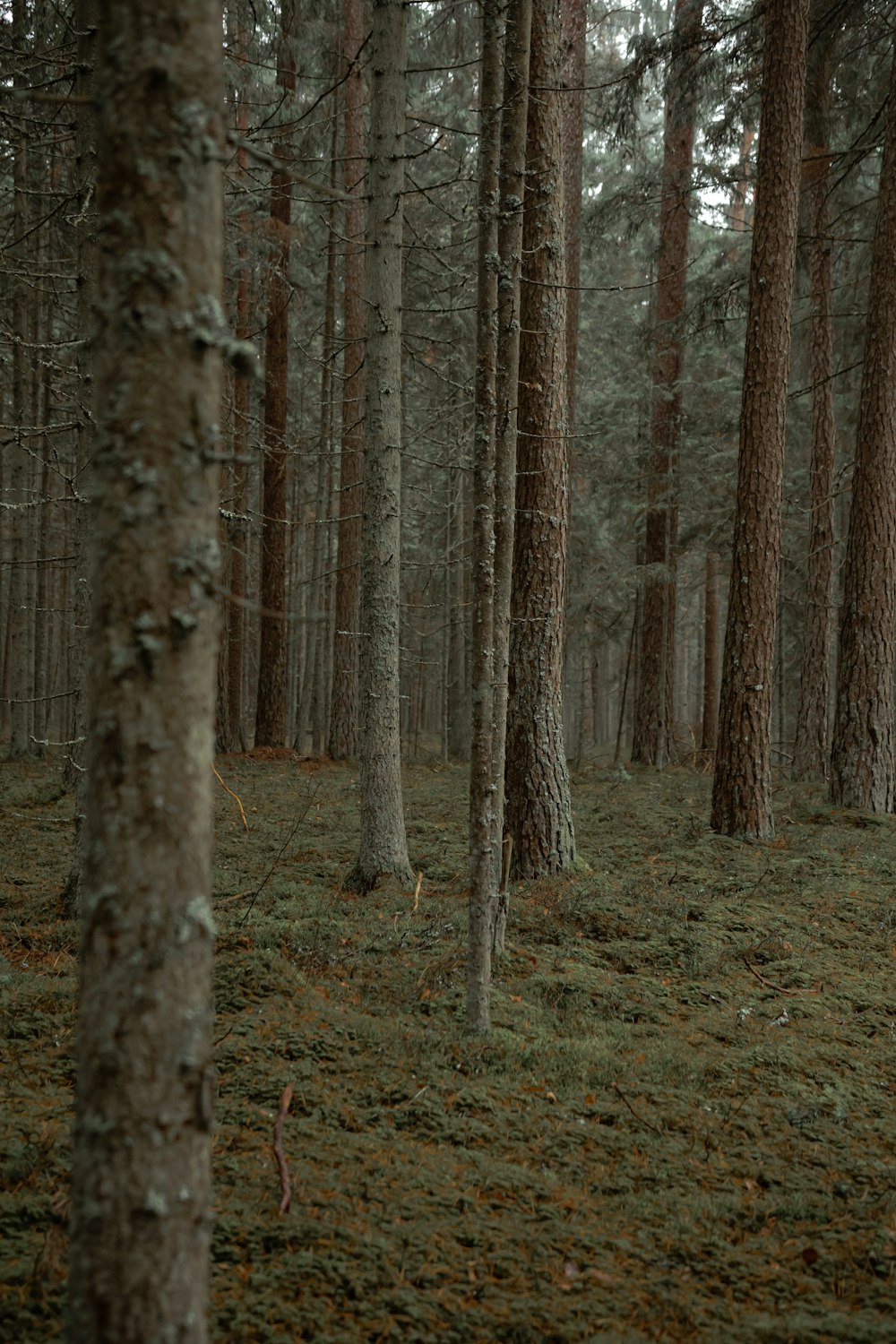 arbres de la forêt pendant la journée