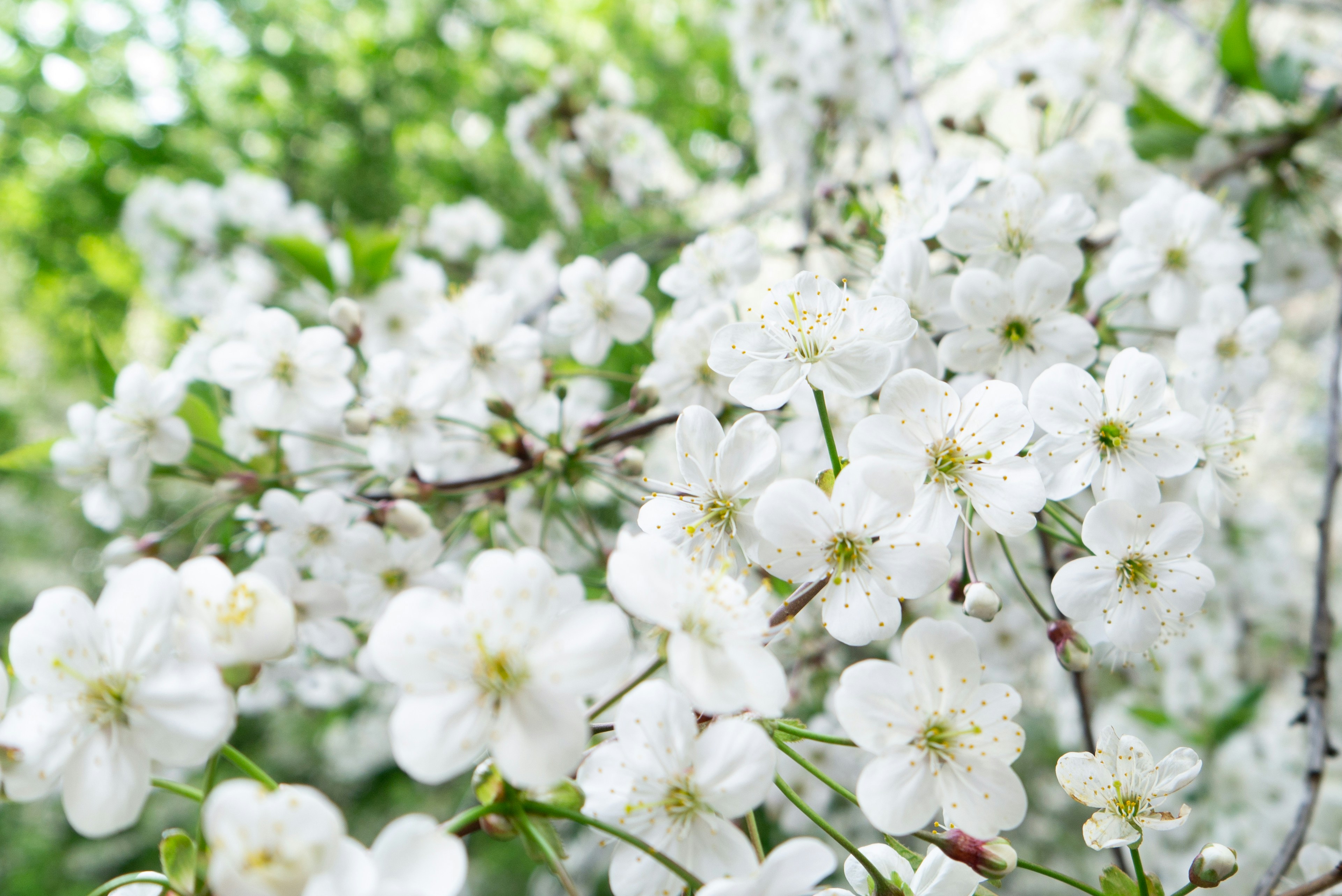 Photo by tanya_kukarkina