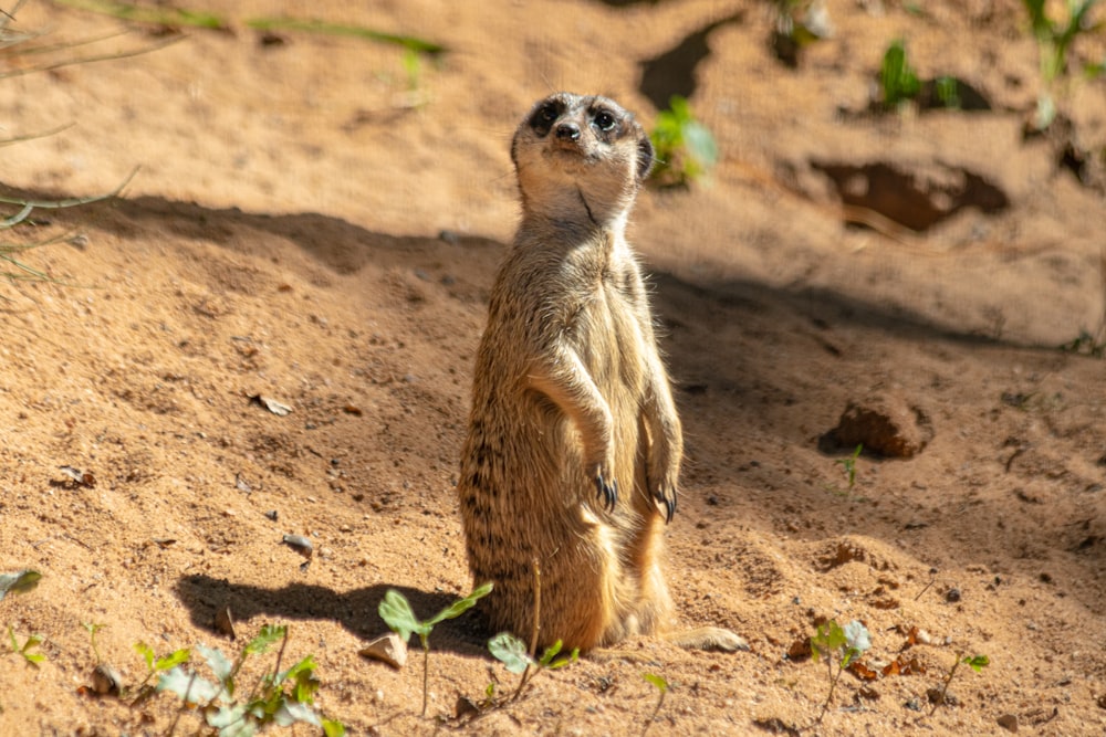 brown and black animal during daytime