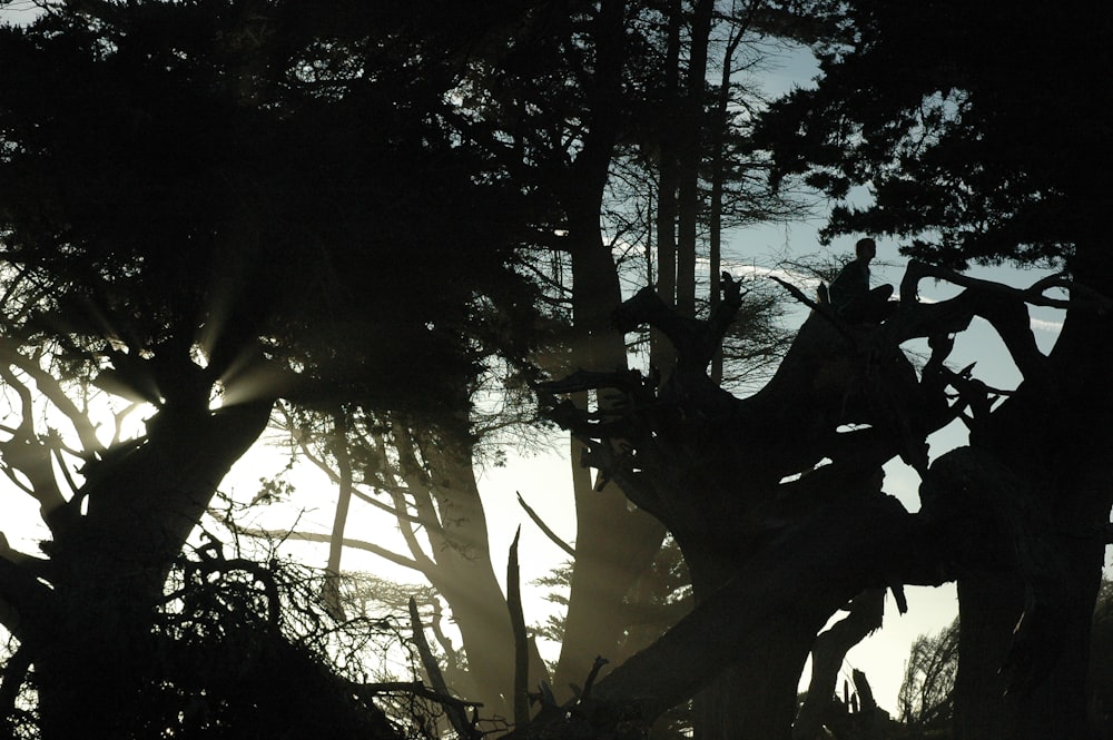 silhouette of plants