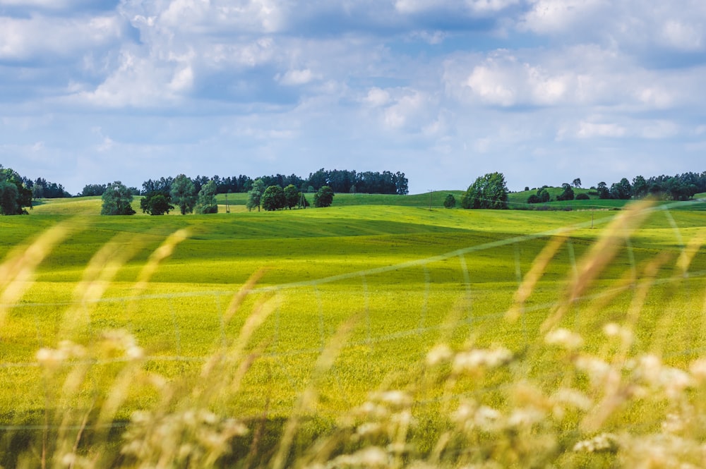 campo di erba verde durante il giorno