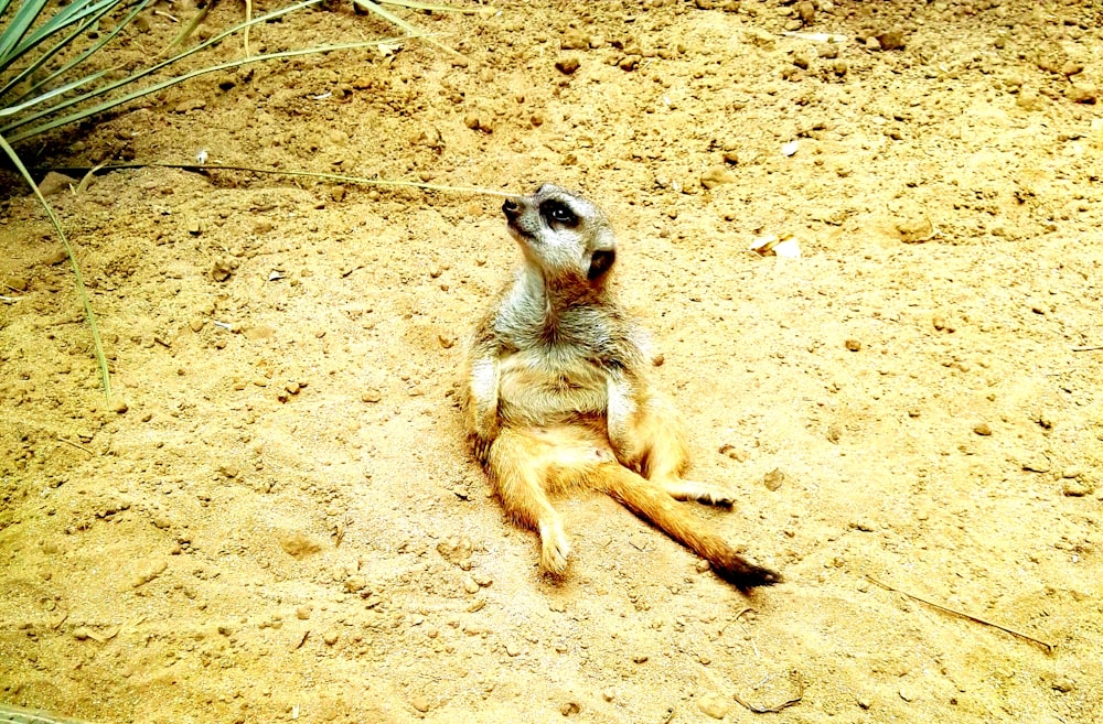 grey and brown animal on grey soil