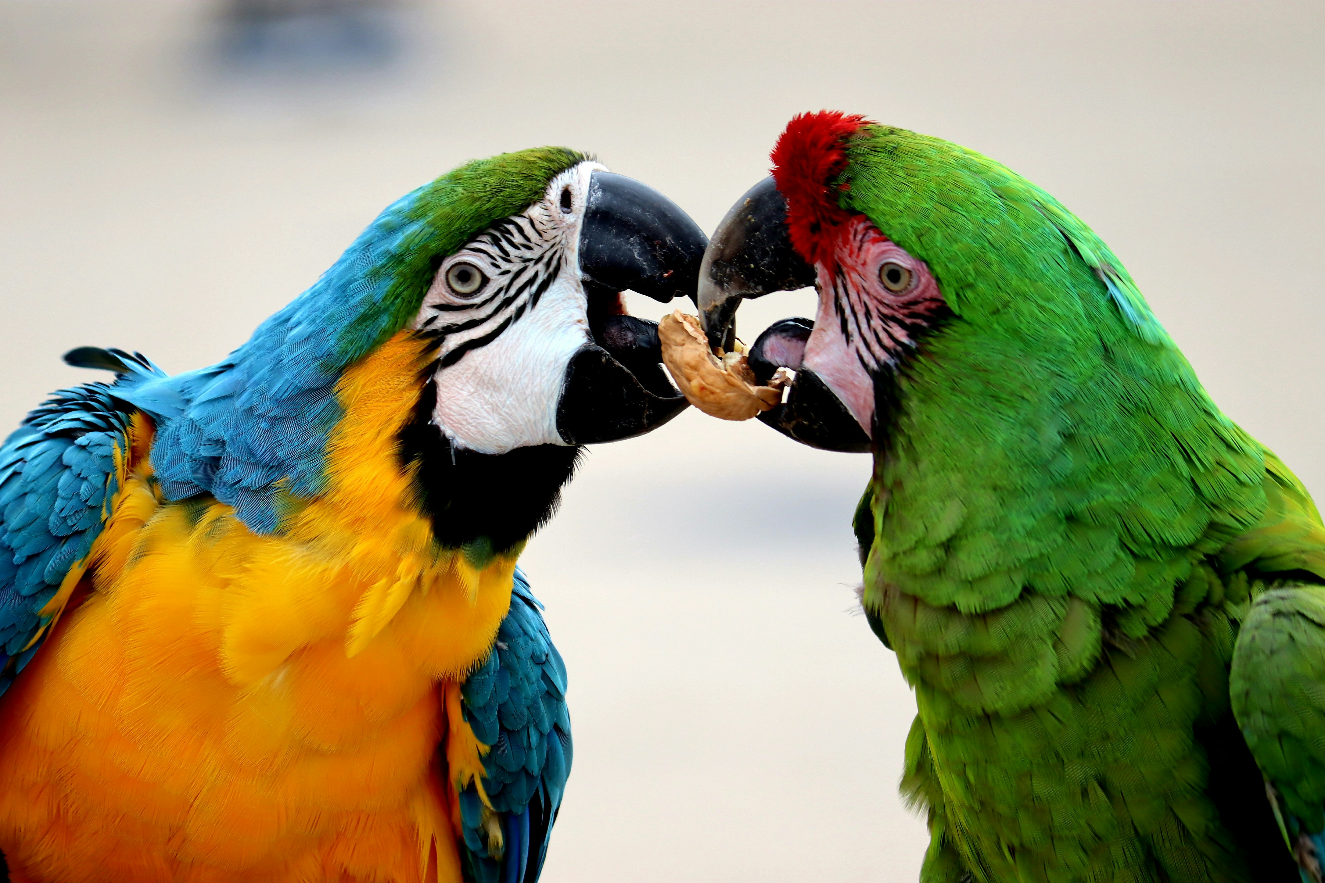 Macaw food