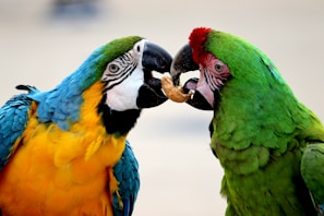two yellow-and-blue and green birds