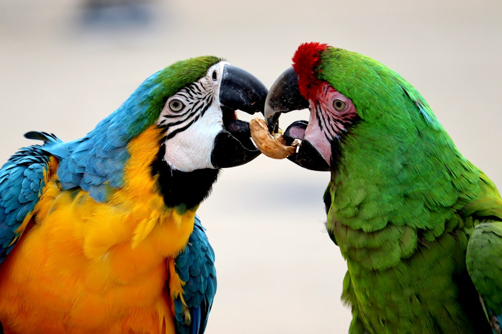 two yellow-and-blue and green birds