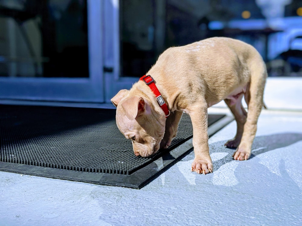 ショートコートブラウンの子犬