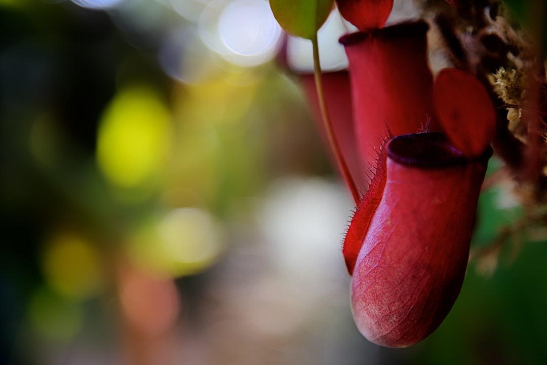 macro photography of red flower