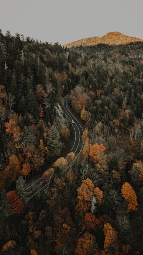 aerial photo of trees
