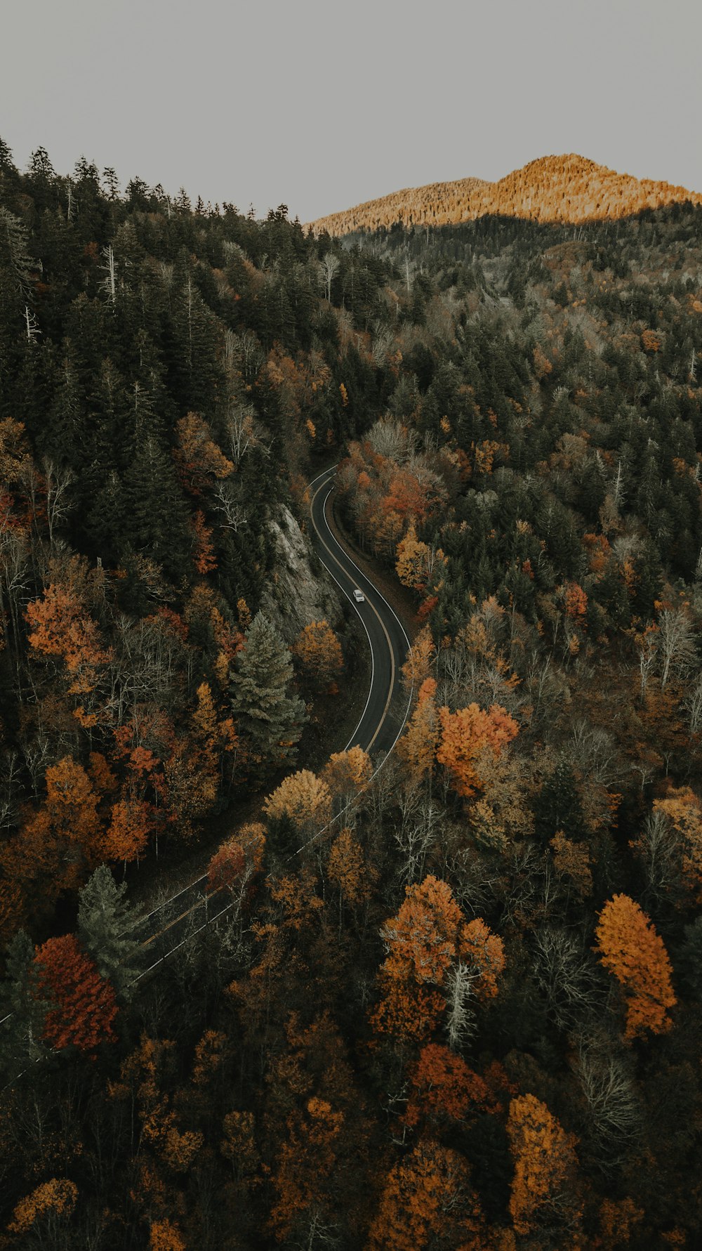 aerial photo of trees