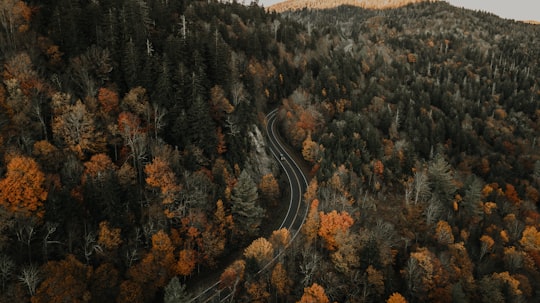 aerial photography of gray road surrounded with tall and green trees during daytime in Blue Ridge Mountains United States