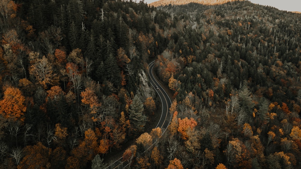 fotografia aérea da estrada cinza cercada por árvores altas e verdes durante o dia