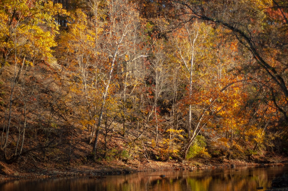 body of water surrounded with tall and orange trees during daytime