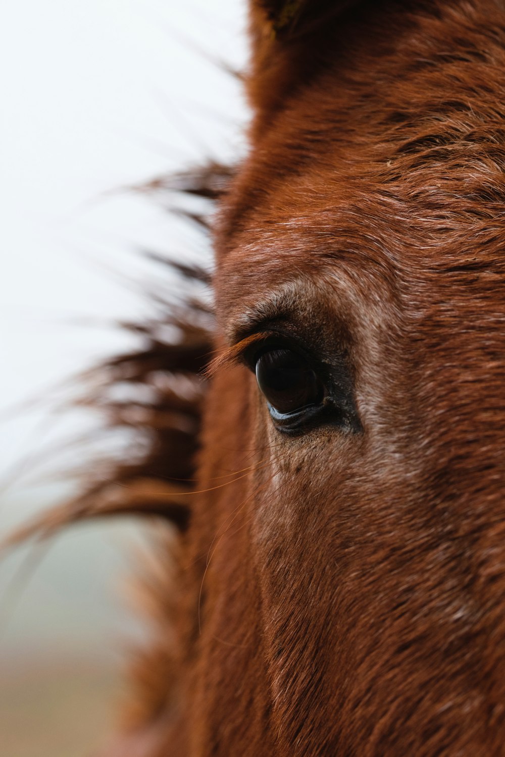 selective focus photography of brown horse