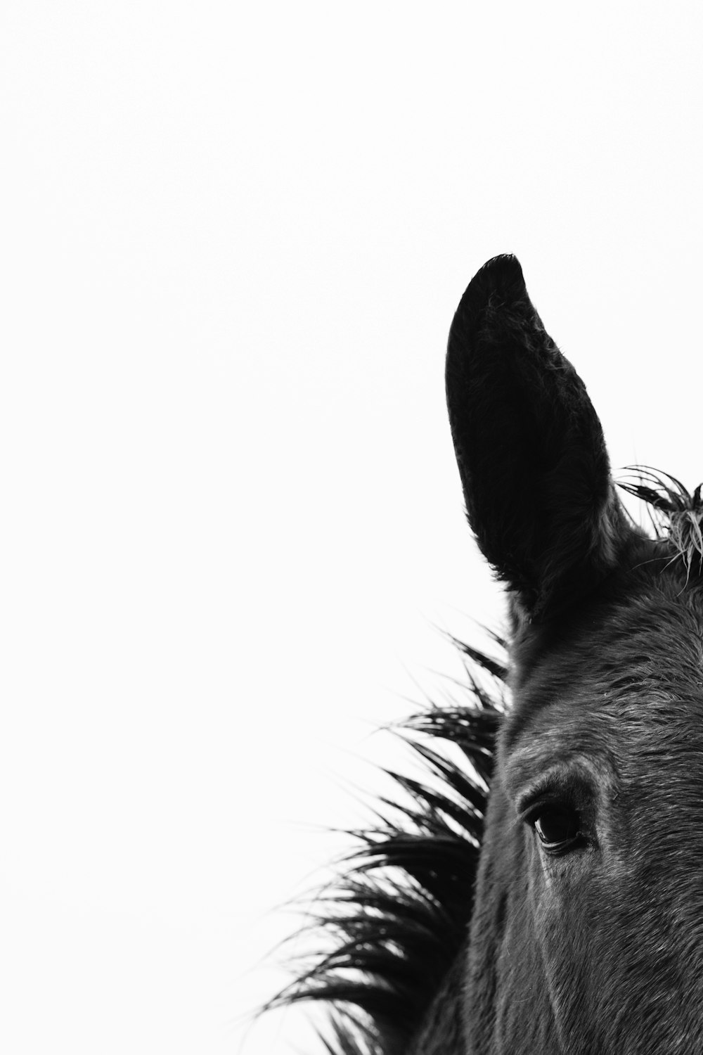 grayscale photography of horse