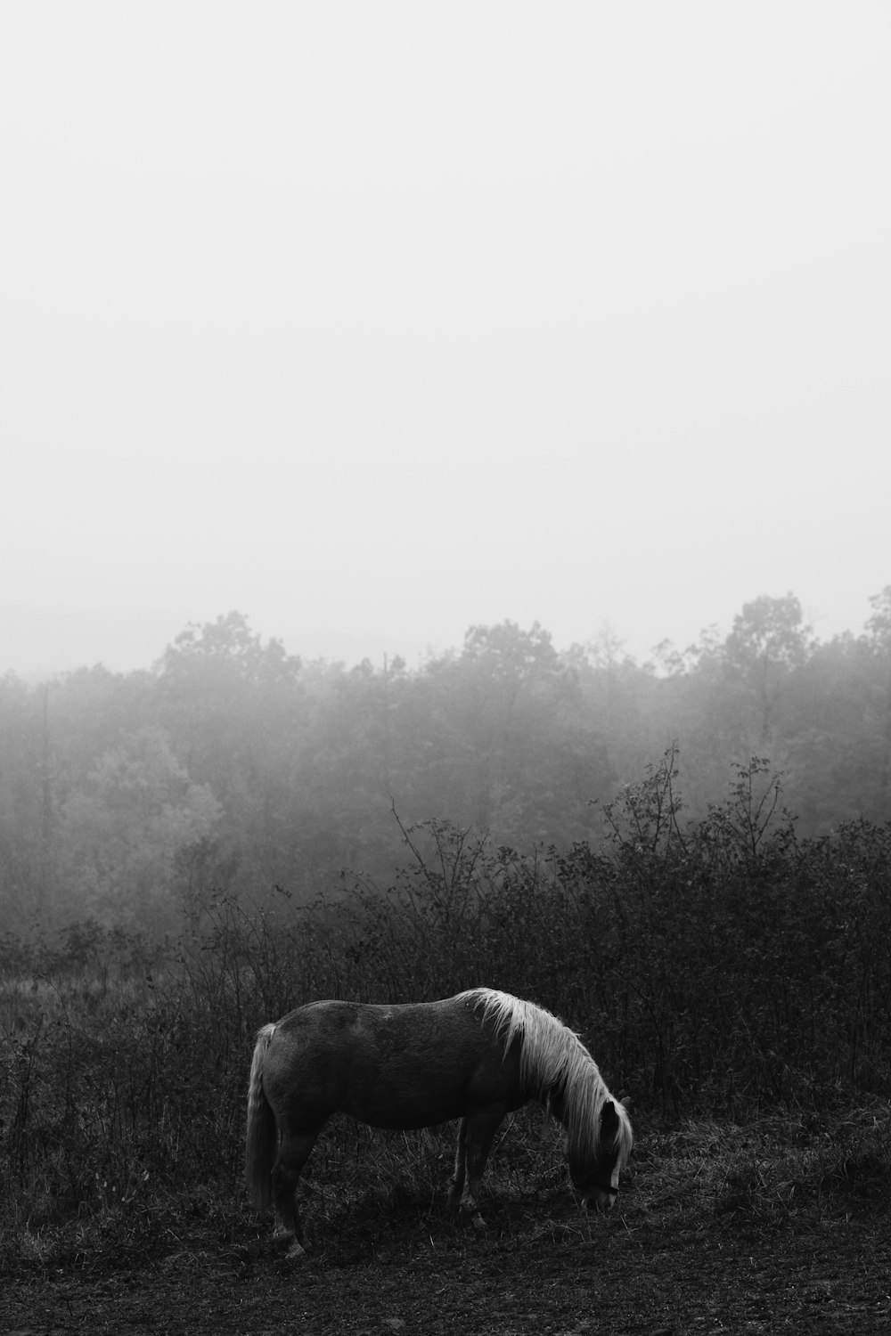 grayscale photography of horse near trees