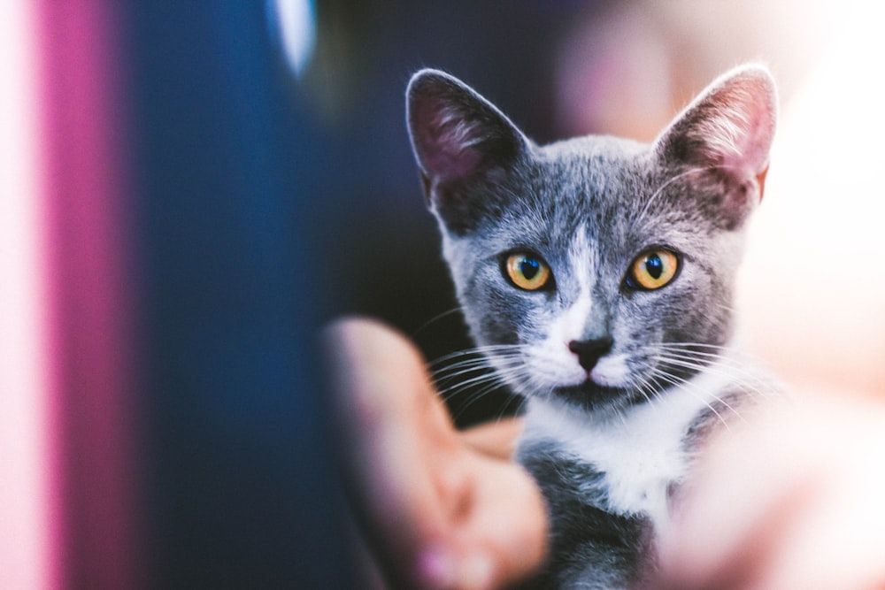 Gato gris y blanco de pelaje corto con ojos anaranjados