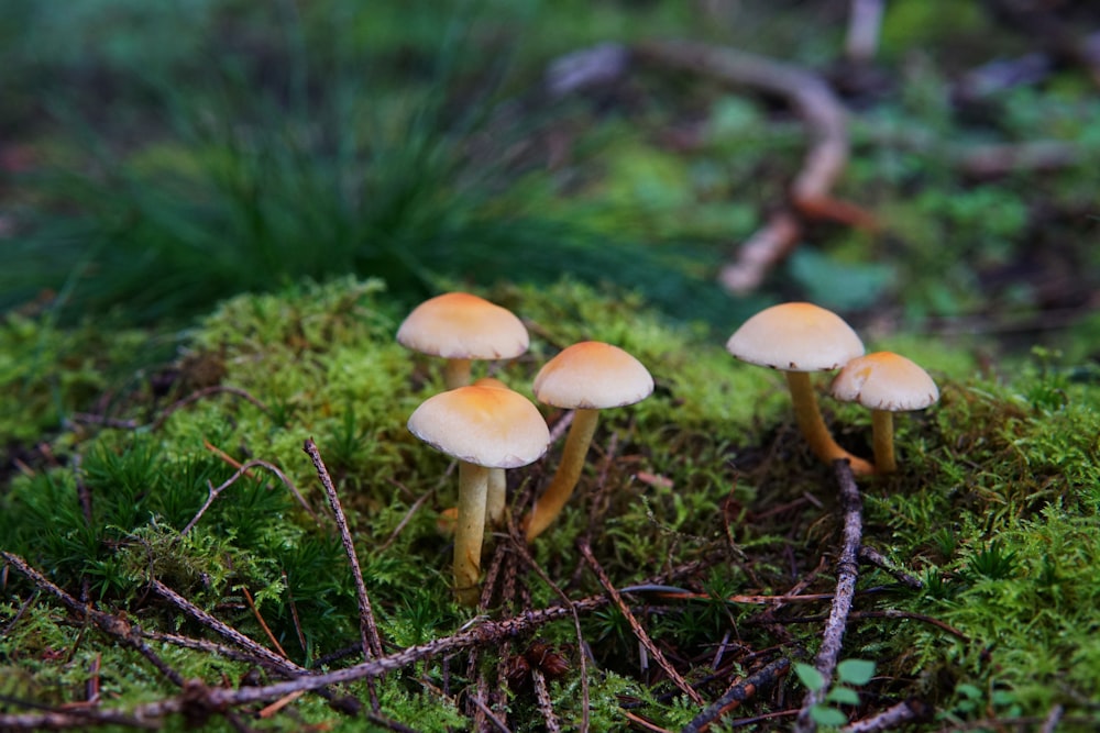 macro photography of brown mushrooms