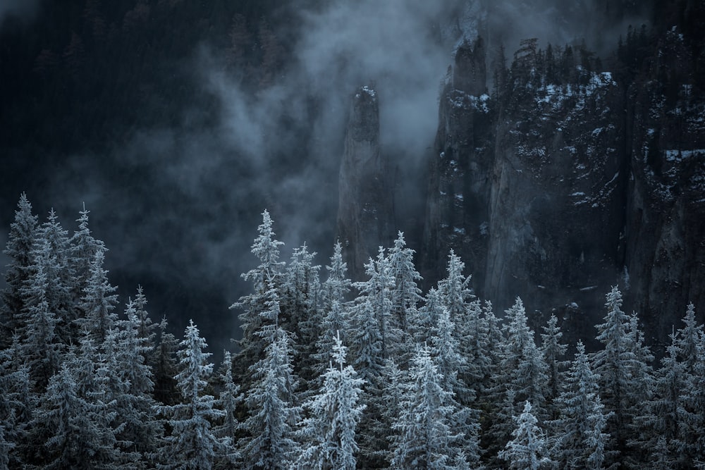 grayscale photography of mountain and trees covered with snow