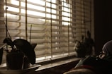 Horizontal blinds partially open to allow soft, warm daylight to filter through. On the windowsill, there are potted plants, one of which has large, dark green leaves. In the foreground, there is a person wearing a striped head covering, partially visible and gazing outside.