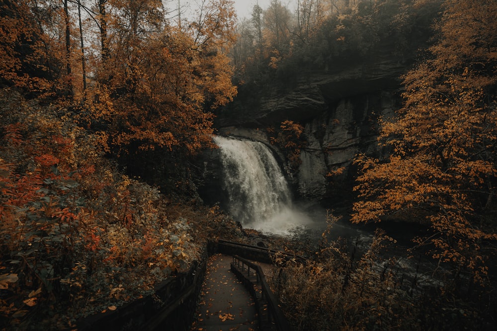 waterfalls surrounded by trees