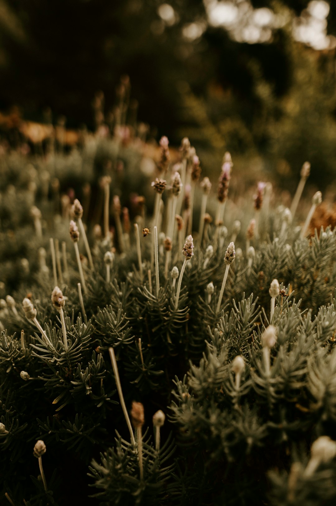 macro photography of green plants during daytime