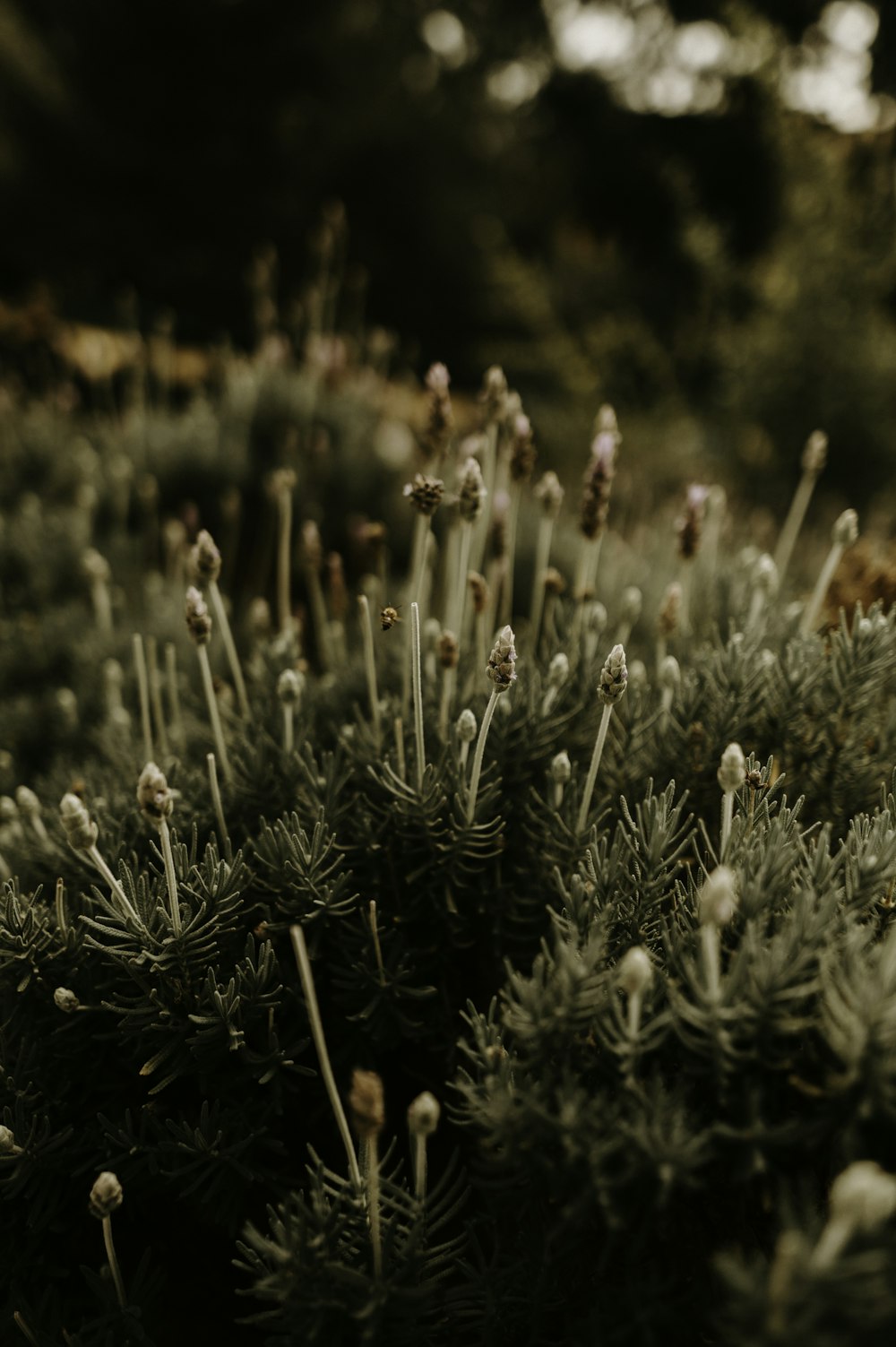 macro photography of green plants during daytime