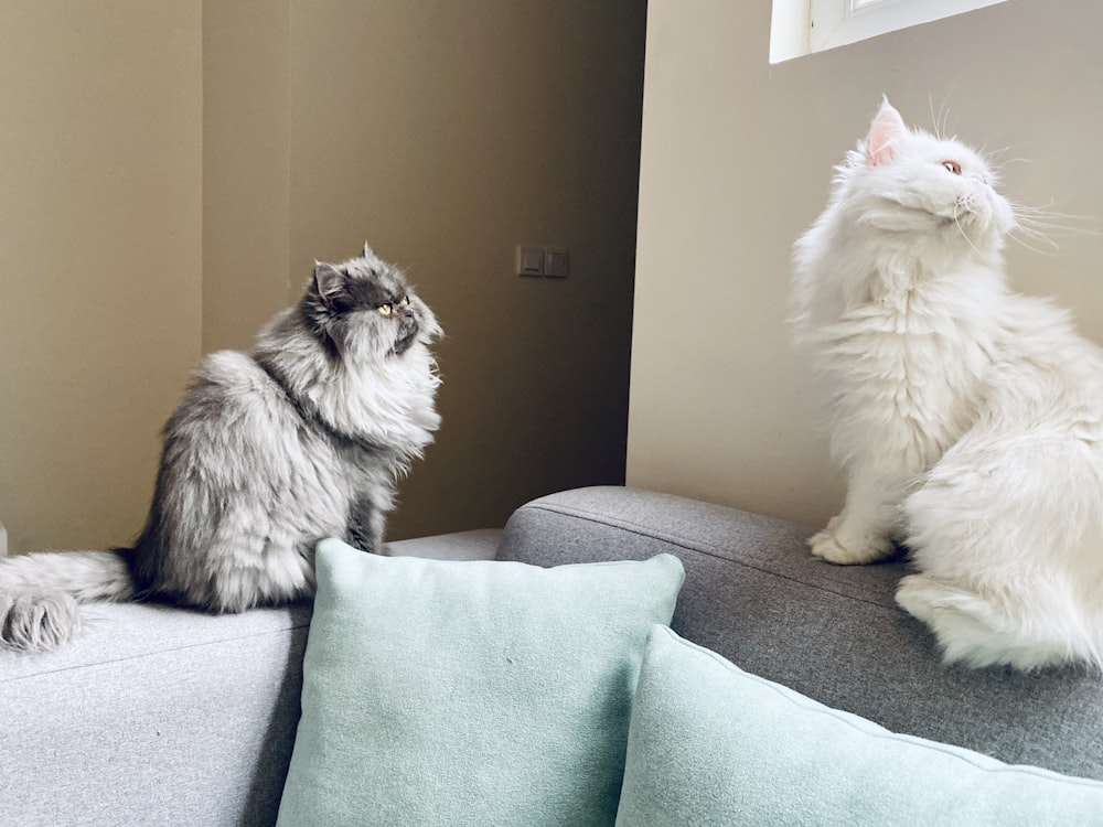 소파에 흰색과 회색 고양이 두 마리